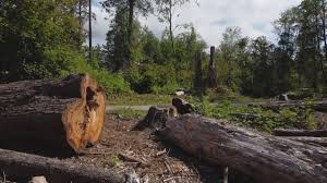 Best Tree Removal  in Lakeside, MT