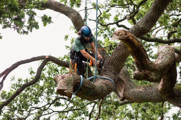 Best Tree Disease Treatment  in Lakeside, MT