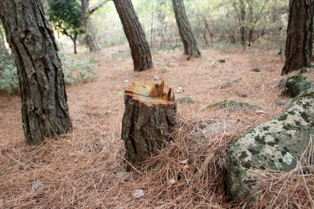 Best Hazardous Tree Removal  in Lakeside, MT