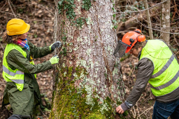 Best Tree Fertilization  in Lakeside, MT