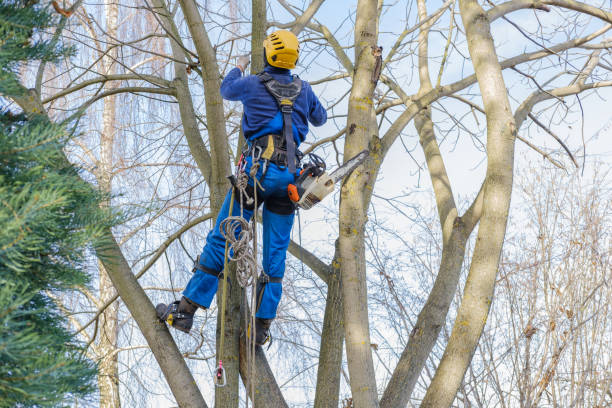 Best Arborist Consultation Services  in Lakeside, MT