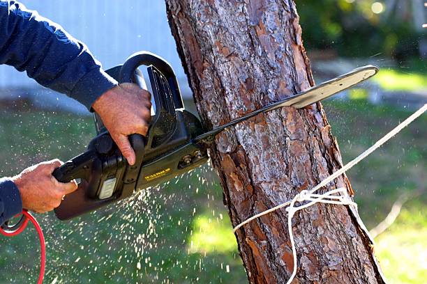 Best Storm Damage Tree Cleanup  in Lakeside, MT