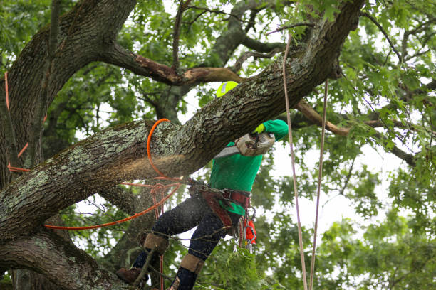 Best Commercial Tree Services  in Lakeside, MT